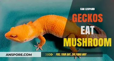 Can Leopard Geckos Safely Eat Mushrooms? A Dietary Guide