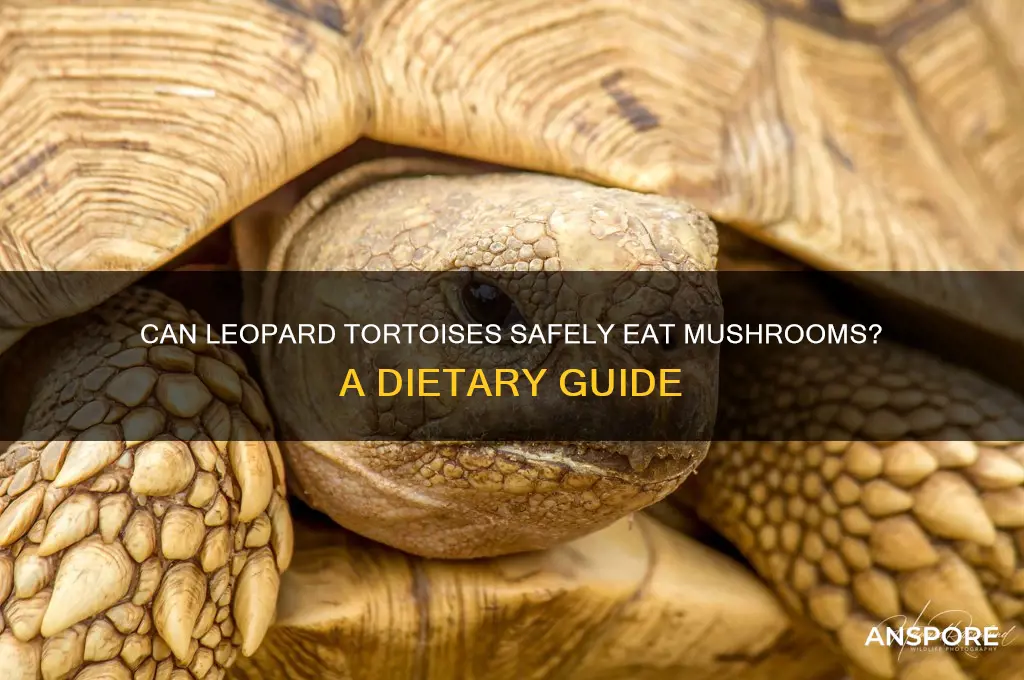can leopard tortoises eat mushrooms