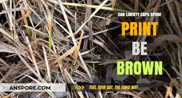 Are Liberty Caps Spore Prints Brown? Exploring Mushroom Identification