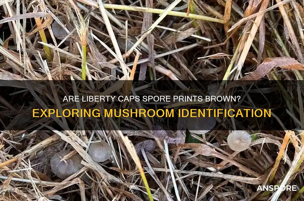 can liberty caps spore print be brown