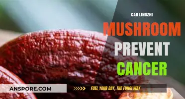 Lingzhi Mushroom's Potential Role in Cancer Prevention: Fact or Fiction?