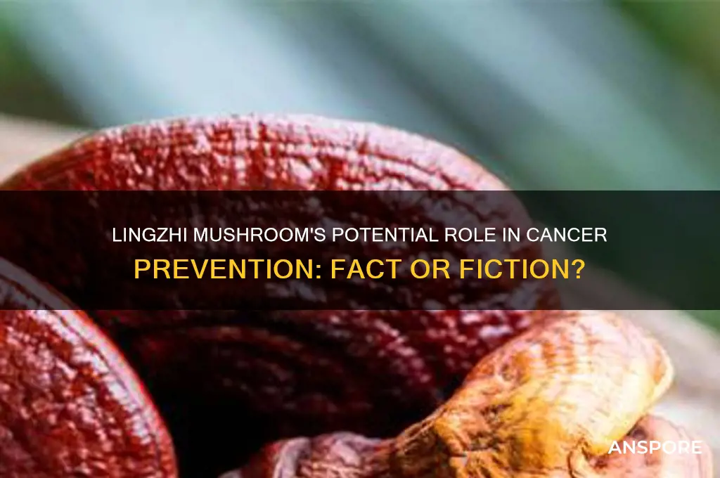 can lingzhi mushroom prevent cancer