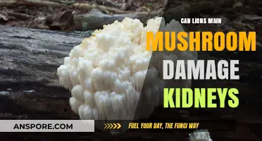 Can Lions Mane Mushrooms Harm Kidneys? Facts and Risks Explained
