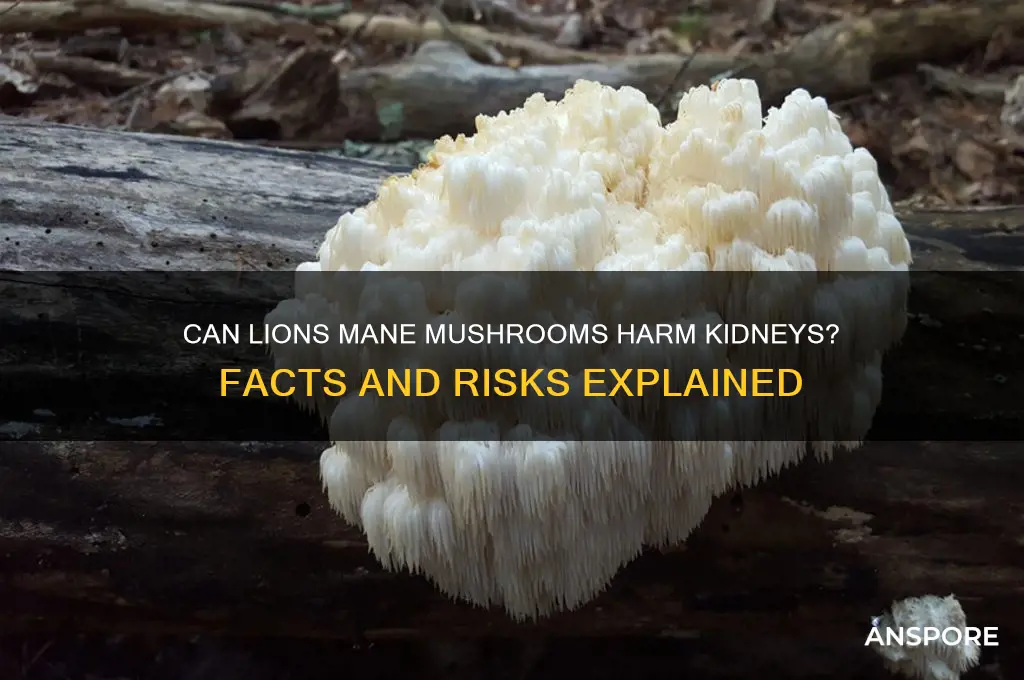 can lions main mushrooms damage kidneys