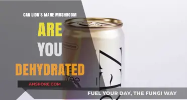 Lion's Mane Mushroom: Hydration Benefits and Dehydration Myths Explained