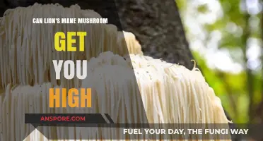 Lion's Mane Mushroom: Does It Induce a High or Stay Sober?