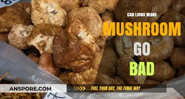 Can Lion's Mane Mushrooms Spoil? Shelf Life and Storage Tips