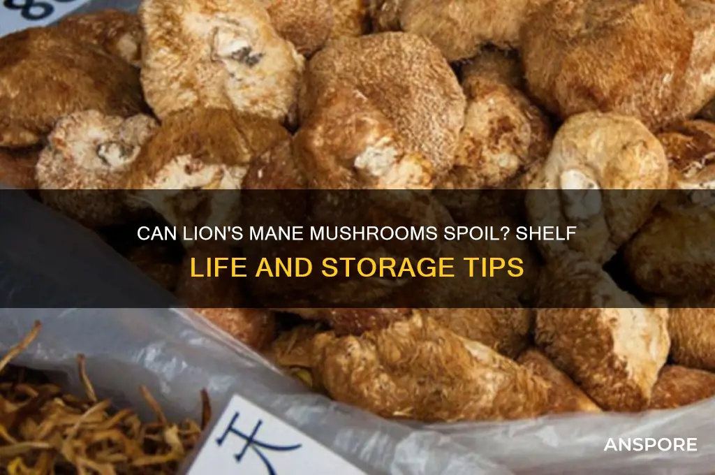 can lions mane mushrooms go bad