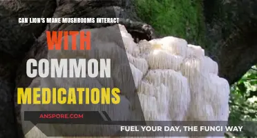 Lion's Mane Mushrooms and Medications: Potential Interactions to Consider