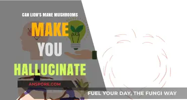 Lion's Mane Mushrooms and Hallucinations: Fact or Fiction?