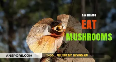 Can Lizards Safely Eat Mushrooms? A Reptile Diet Guide