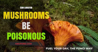 Are Lobster Mushrooms Safe? Uncovering Potential Poison Risks