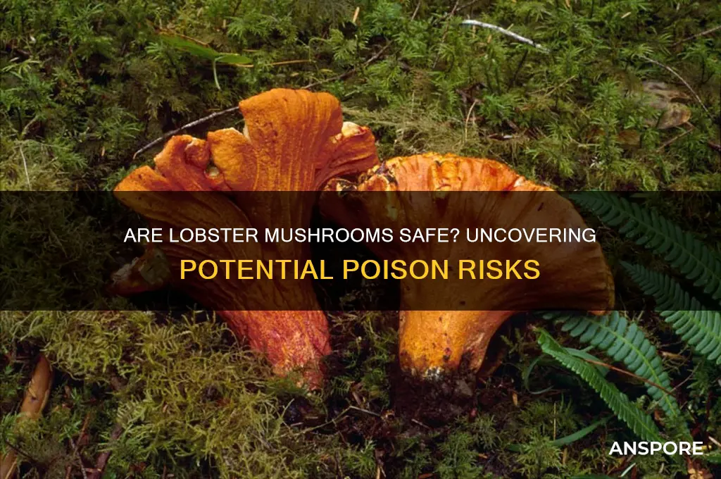 can lobster mushrooms be poisonous