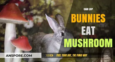 Can Lop Bunnies Safely Eat Mushrooms? A Complete Guide
