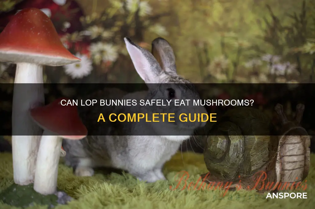 can lop bunnies eat mushrooms
