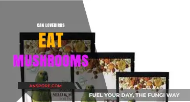 Can Lovebirds Safely Eat Mushrooms? A Complete Dietary Guide