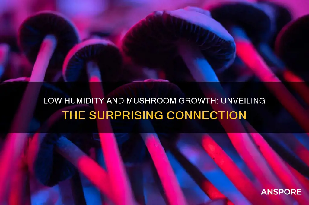 can low humidity cause small mushrooms