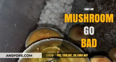 Do LSD Mushrooms Expire? Shelf Life and Safety Concerns Explained