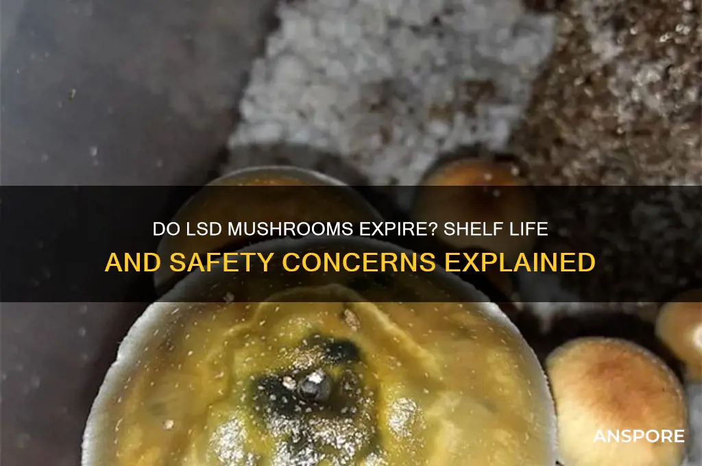 can lsd mushrooms go bad