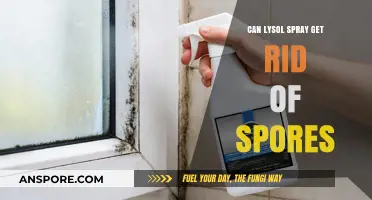 Lysol Spray vs. Spores: Effective Solution or Myth?