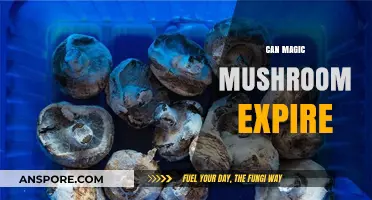 Do Magic Mushrooms Expire? Shelf Life and Storage Tips