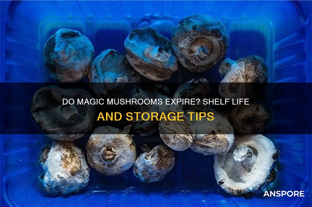 can magic mushroom expire