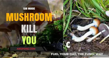Magic Mushrooms: Debunking Myths About Their Lethal Potential