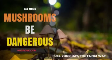Magic Mushrooms: Potential Dangers and Risks Explained