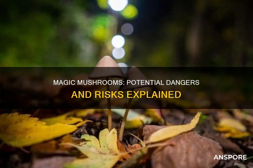 can magic mushrooms be dangerous