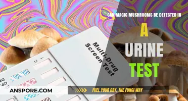 Magic Mushrooms in Urine Tests: Detection Possibilities Explored