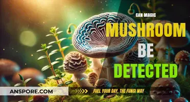 Detecting Magic Mushrooms: Methods, Accuracy, and Legal Implications Explained