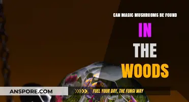 Exploring the Woods: Can You Find Magic Mushrooms in Nature?