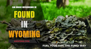 Exploring Wyoming's Wilderness: Are Magic Mushrooms Hidden Here?