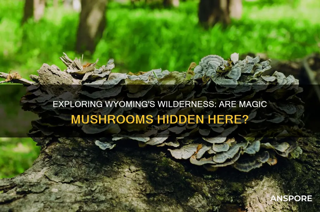 can magic mushrooms be found in wyoming