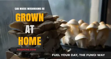 Growing Magic Mushrooms at Home: Legal, Safe, and Possible?
