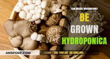 Hydroponic Psilocybin Cultivation: Growing Magic Mushrooms Without Soil