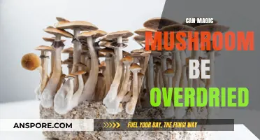 Overdrying Magic Mushrooms: Risks, Effects, and Preservation Tips