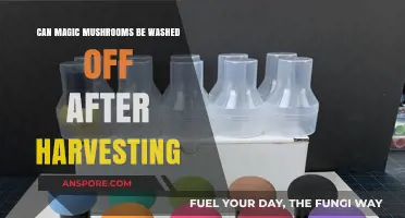 Washing Magic Mushrooms Post-Harvest: Essential Tips for Clean Psilocybin