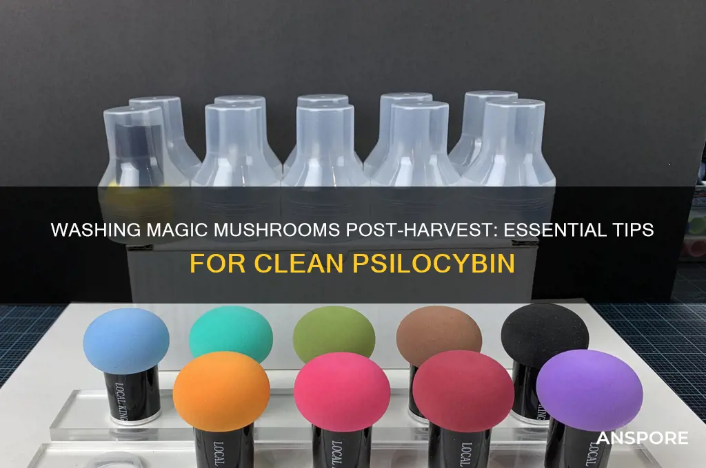 can magic mushrooms be washed off after harvesting