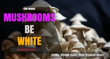 Are White Magic Mushrooms Real? Unveiling Psilocybin's Color Variations