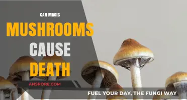 Magic Mushrooms and Mortality: Debunking Myths About Fatal Risks