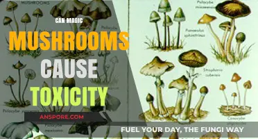Magic Mushrooms: Understanding Potential Toxicity Risks and Safe Consumption