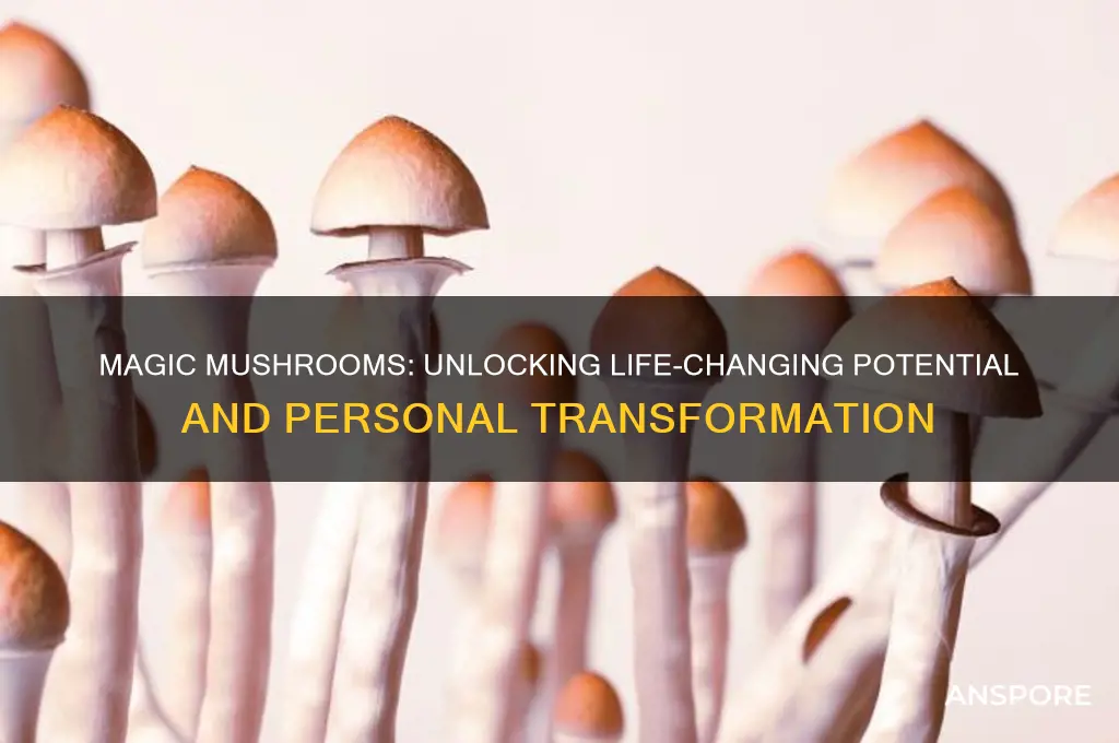 can magic mushrooms change your life