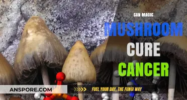 Exploring the Potential of Magic Mushrooms in Cancer Treatment