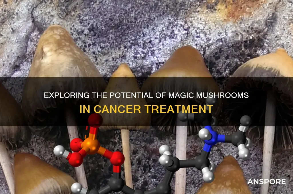 can magic mushrooms cure cancer