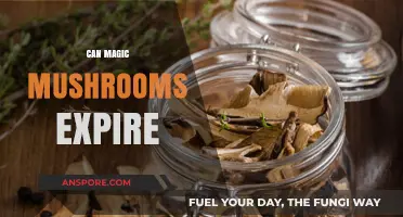 Do Magic Mushrooms Expire? Shelf Life and Storage Tips