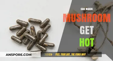 Can Magic Mushrooms Get Hot? Exploring Temperature Effects on Psilocybin
