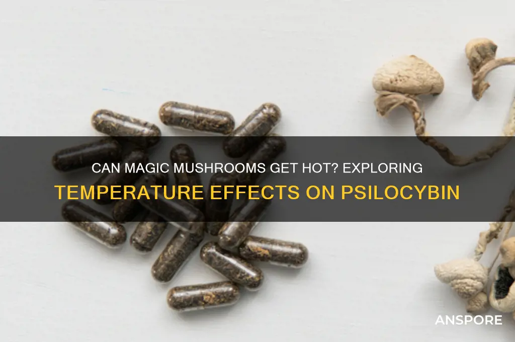 can magic mushrooms get hot