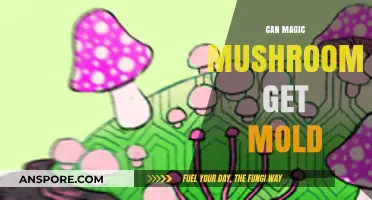 Can Magic Mushrooms Grow Mold? Risks and Prevention Tips