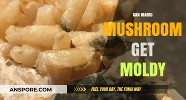 Can Magic Mushrooms Grow Mold? Risks and Prevention Tips
